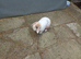Mini lop female adult