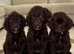 F1 cockopoo Puppys
