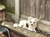 6 month male rehome