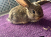 7 week old Lops