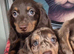 Miniature dachshund puppy