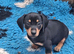 Dachshund Minature Pra clear Puppies