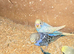 Baby Budgies