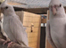 Cockatiel pairs