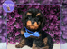 Beautiful F1 Cavapoo Puppies Ready Now