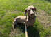 Miniature Dachshund for stud