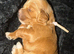 Cockapoo Puppys