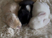 Stunning litter of mini lop bunnies looking for loving homes.