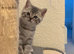 Scottish Fold Kittens for Sale