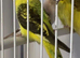 Blackwing budgies