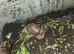 2 Giant African land snails FREE