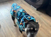 4 Year Old Male French Bulldog