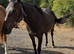 15.3 Bay tb mare 4 yrs