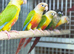 Pineapple conures