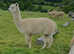 Female alpacas for sale