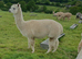 A trio of pretty, easy to handle, female alpacas