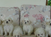 Beautiful Bichon Frise Puppies