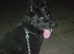 2 years old female German shepherd