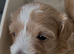 F1 Maltipoo Puppies Extensively DNA Lab Tested Parents