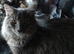 Male cat