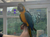 2x BABY B&G MACAWS!