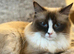 Only 1 Ragdoll Girl Left – Ready for Her Forever Home