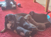 Dachshund X Puppies