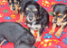 Jack Russell puppies