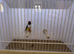 Gouldian Finch Cock Bird For Sale (RH, WB, GB)