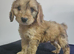 Ready now Cockapoo puppies