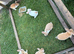 Rex cross rabbits