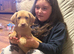 Beautiful KC registered farm bred Labrador's