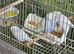 Budgies