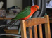 King parrots Glasgow