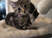 Brother & Sister Kittens
