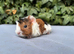 Gorgeous baby guinea pig