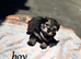 Maltipom For Sale