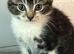 Beautiful Kittens