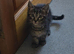 Kittens for sale