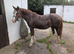 Good home needed for Ceri, change of circumstances, for sale through no fault of her own.