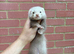 Pedigree Semi angora Choclate & self black  hob kit for sale
