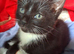Black kitten