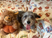 Female yorkiepoo for rehoming