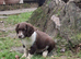 Stunning English Springer Spaniel Puppies