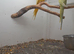 Bonded pair Indian ringnecks