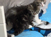 Fluffy blue kittens some tabby