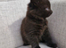 *2 left* Gorgeous fluffy kittens ready for their new homes