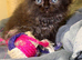 Golden shaded & solid brown Persian kitten