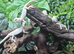 Hypo Zero Bearded Dragons at Birmingham Reptiles
