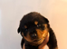 1 beautiful boy Rottweiler pup